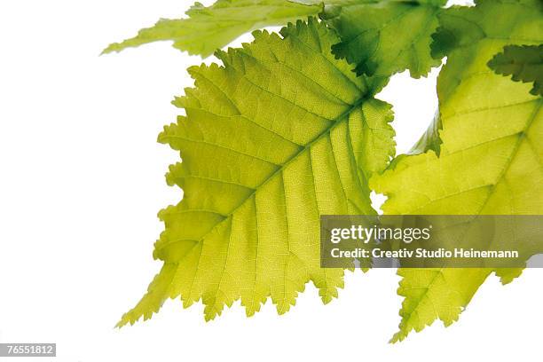 elm leaves (ulmus americana) against white background, close-up - american elm stock-fotos und bilder