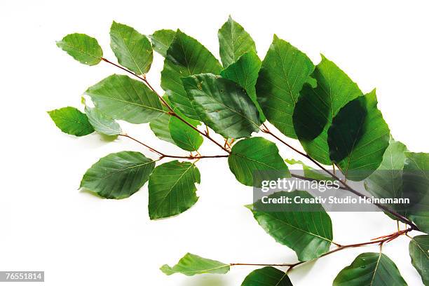 beech leaves (fagus sylvatica) against white background, close-up - äste stock-fotos und bilder