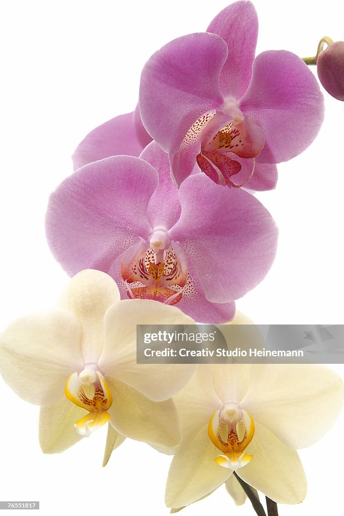 Orchid (Phalaenopsis) against white background, close-up