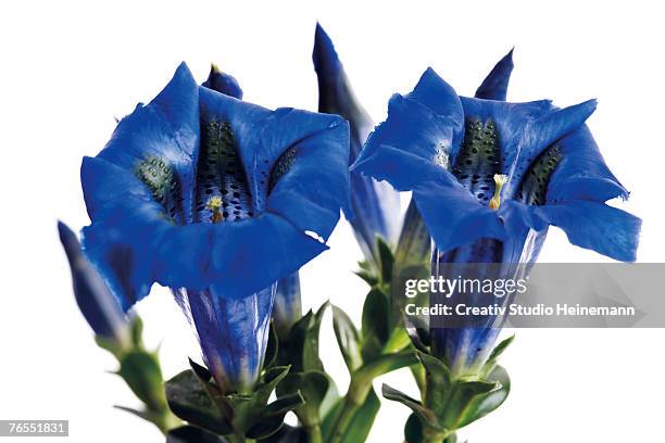 blue gentian flower (gentiana sp) close-up - herbstenzian stock-fotos und bilder