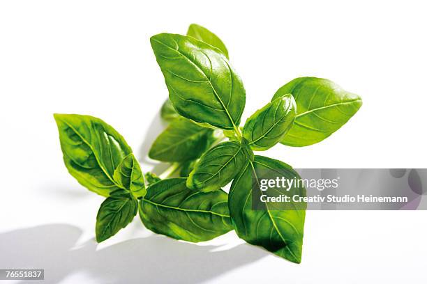 basil (ocimum basilicum) against white background, close-up - basilico foto e immagini stock