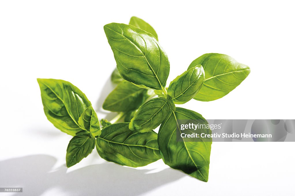 Basil (Ocimum basilicum) against white background, close-up