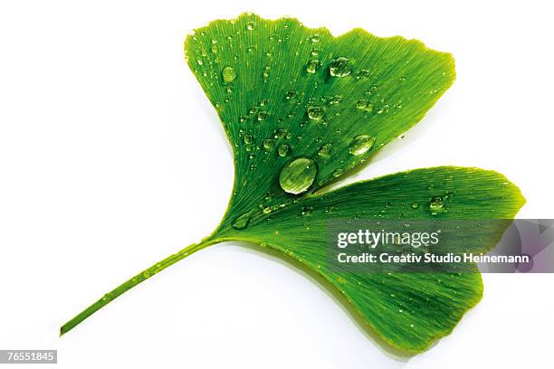 ginko leaf with water drops, close-up - gingko stock-fotos und bilder