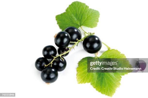 blackcurrants with leaf, close-up - currant fruit stock pictures, royalty-free photos & images