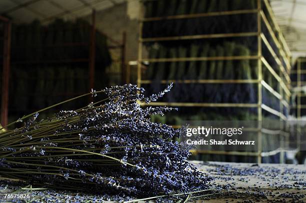 Bouquets of lavender are stored to dry in a wear-house near the lavender fields August 15th 2007, in Sault Plateau, France. The harvesting is done...