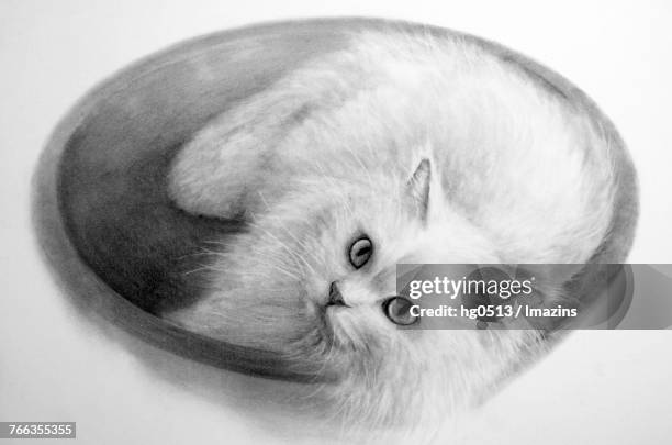 cat pencil drawing - cat looking down stock illustrations