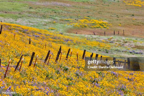 Oregon Ravines 346 A Ravine By A Fence Stock Photos, High-Res Pictures, and Images ...