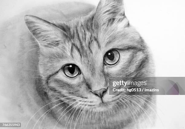 cat pencil drawing - cat top view stock illustrations