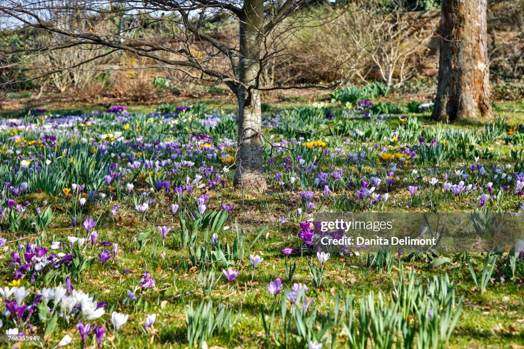 Park with lawn covered with crocuses, Bad Durkheim, Germany