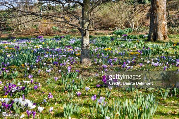 park with lawn covered with crocuses, bad durkheim, germany - durkheim stock pictures, royalty-free photos & images