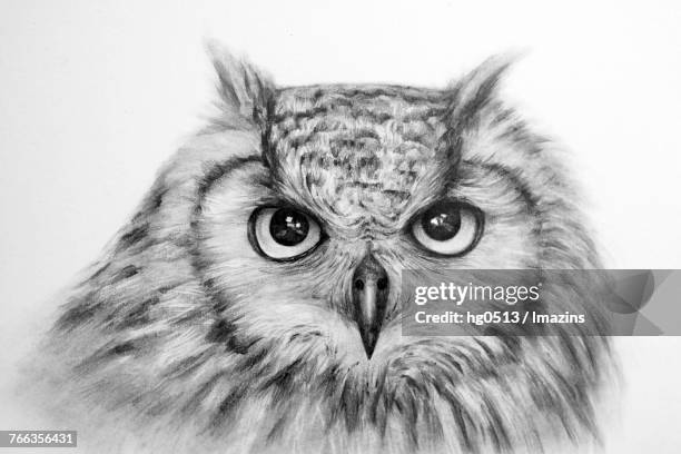ilustraciones, imágenes clip art, dibujos animados e iconos de stock de owls, pencil drawing - búho real