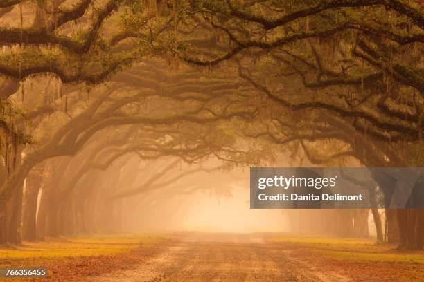 treelined road to wormsloe plantation at sunrise, savannah, georgia, usa - wormsloe plantation stock pictures, royalty-free photos & images