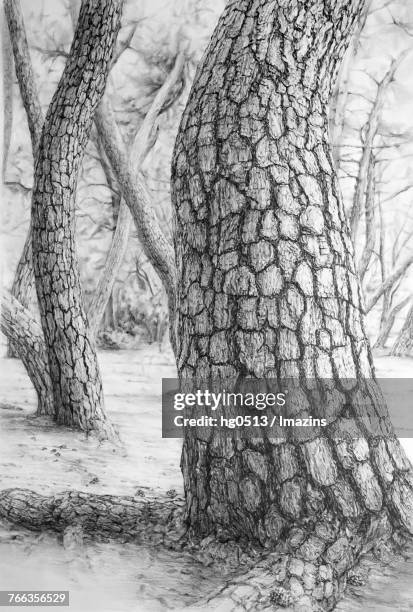 pine tree, pencil drawing - overgrown forest stock illustrations