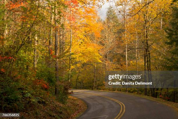 autumn trees along newfound gap road, great smoky mountain national park, tennessee, usa - newfound gap ストックフォトと画像