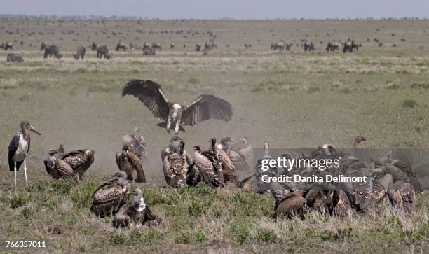 vultures (gyps rueppellii) and marabou stork (leptoptilos crumenifer) feeding on carcass, ngorongoro conservation area, tanzania - ruppells griffon vulture stockfoto's en -beelden