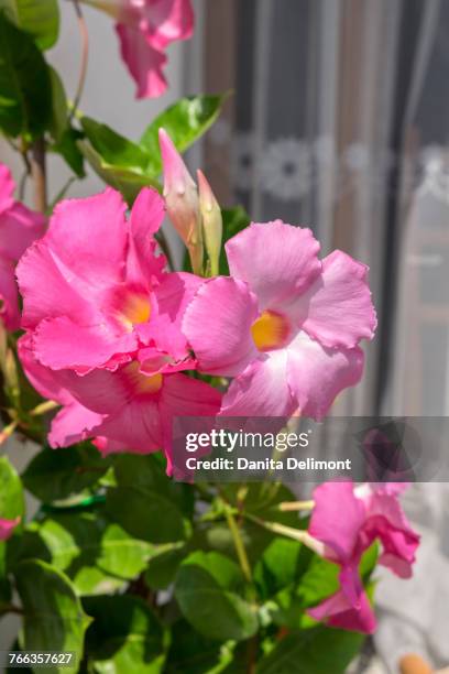 pink mandevilla vine blooming, alberobello, italy - mandevilla stock pictures, royalty-free photos & images