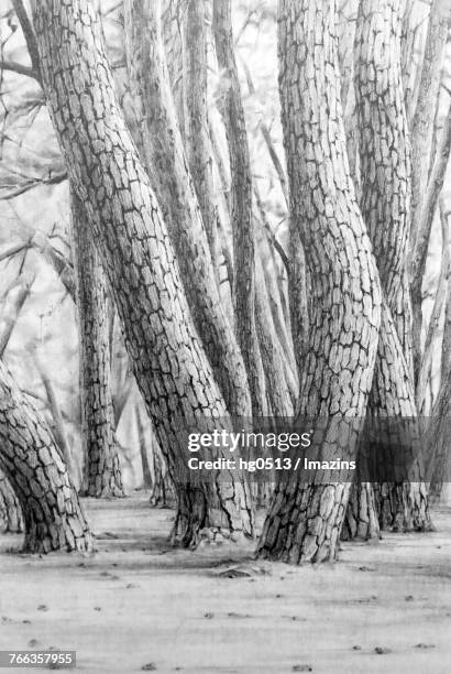 pine pencil drawing - overgrown forest stock illustrations