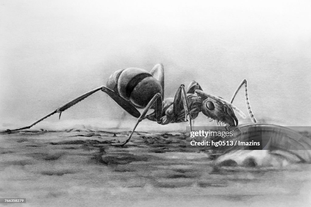 Ant pencil drawing