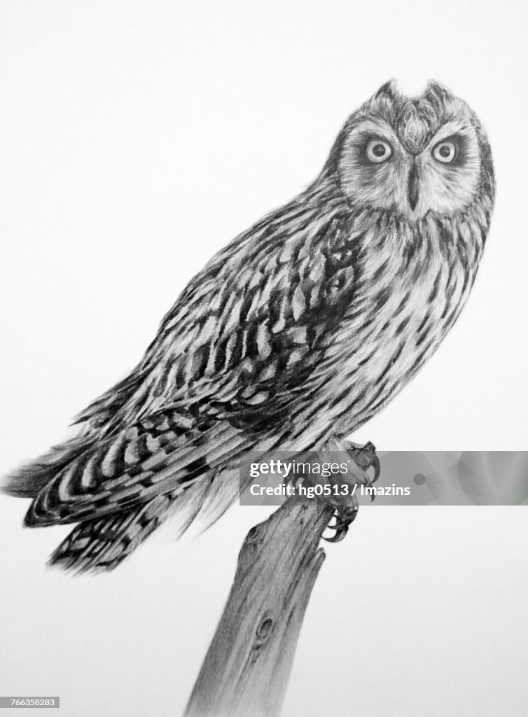 Owls pencil drawing