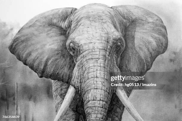 Elephant Rough Drawing 25 Pencil Drawings Of Elephants Stock Photos, High-Res Pictures, and ...