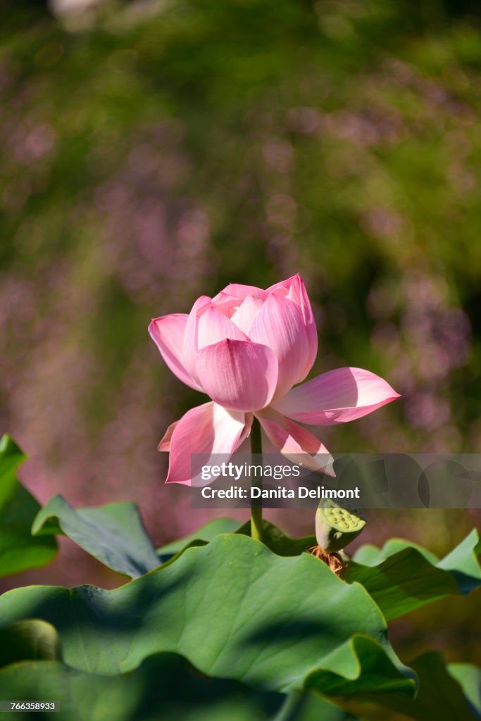 Lotus flower in Lan Su Chinese Garden, Portland, Oregon, USA