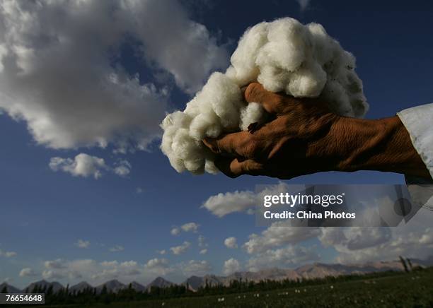 Uigur picks cotton in a field on September 10, 2007 in Xinhe County of Xinjiang Uygur Autonomous Region, China. Xinjiang's cotton production accounts...