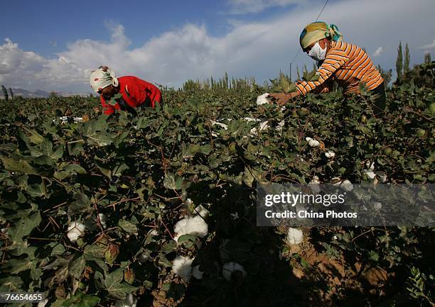 Uigur women pick cotton in a field on September 10, 2007 in Xinhe County of Xinjiang Uygur Autonomous Region, China. Xinjiang's cotton production...