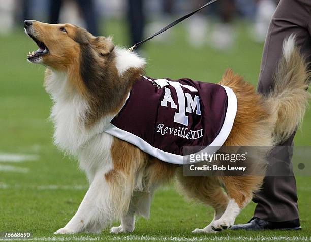 Texas A&M mascot Reveille VII.The Texas Longhorns defeated the Texas A&M Aggies,40-29 in front of 86 November 25, 2005 at Kyle Field in College...