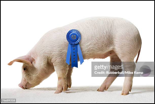 piglet with blue ribbon - piglet white background fotografías e imágenes de stock