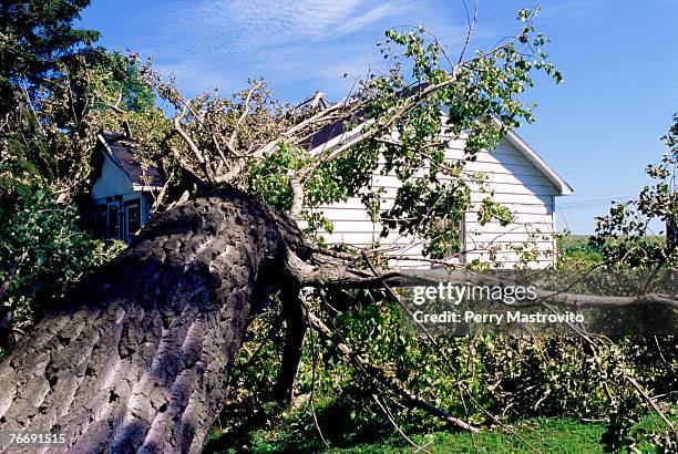 fallen tree on house - fallen tree stock pictures, royalty-free photos & images