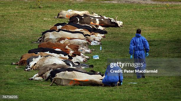 Workers in protective overalls stand amongst slaughtered cattle on September 13, 2007 in Egham, England. Early results from tests link this new...