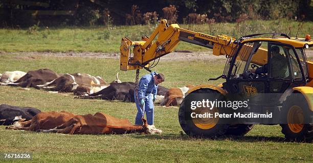 Worker in protective overalls prepares to lift a slaughtered cow on September 13, 2007 in Egham, England. Early results from tests link this new...