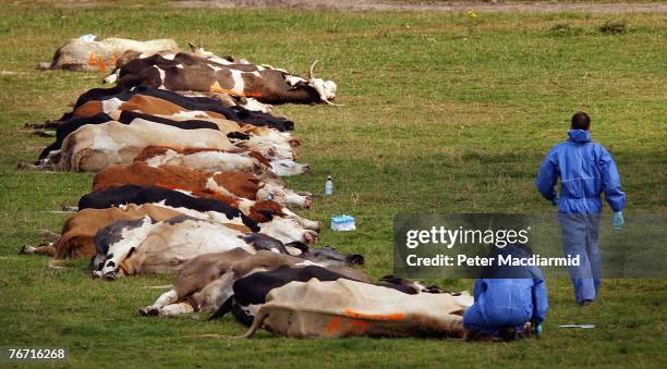 Workers in protective overalls stand amongst slaughtered cattle on September 13, 2007 in Egham, England. Early results from tests link this new...