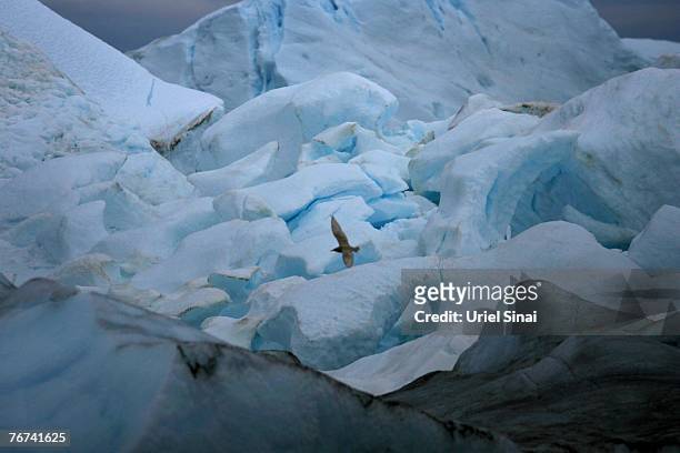 Seagull flies over icebergs near the village of Ilimanaq, august 26 Greenland. Scientists believe that Greenland, with its melting ice caps and...