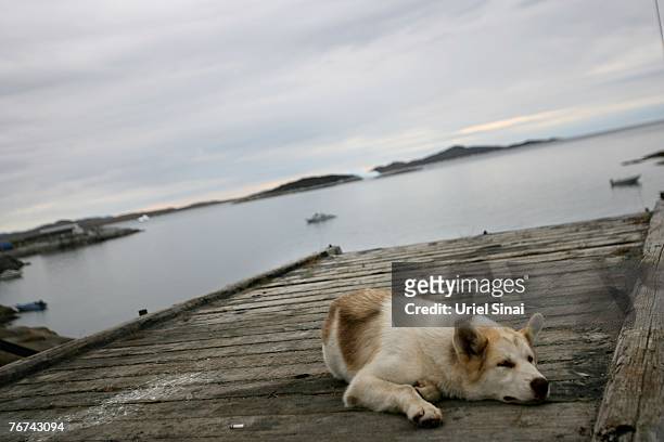 Sled-dog sleeps on the pier August 27 in the village of Ilimanaq, Greenland. Even though the disappearing ice cap could lead to higher sea levels all...