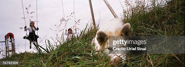 Inuit children play on the swings as a sled-dog sits in the grass, in the village of Ilimanaq, august 27 Greenland. Even though the disappearing ice...