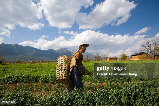 Farmer tends to her crops on March 20, 2006 on the outskirts of Lijiang, China. Nested deep in the cascading Himalaya Mountains, old Lijiang's...