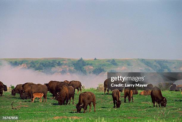 Bison Ranch Images 570 Bison Ranch Stock Photos, High-Res Pictures, and Images - Getty Images