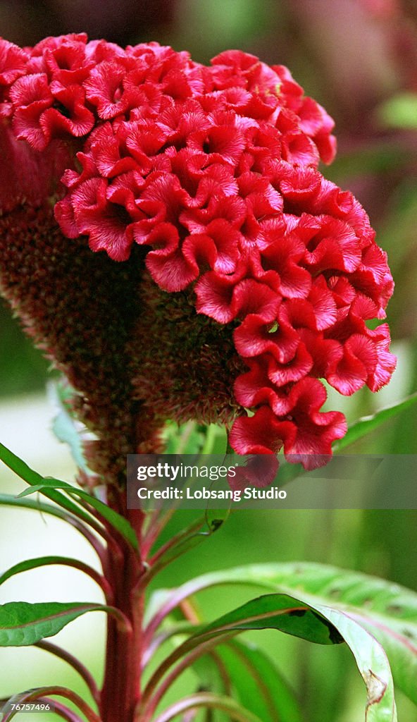 Celosia flower