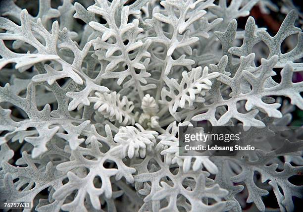 dusty miller plant - cineraria maritima stock pictures, royalty-free photos & images