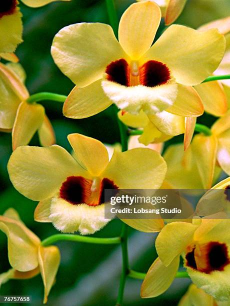 dendrobium orchids - dendrobium orchid stock pictures, royalty-free photos & images