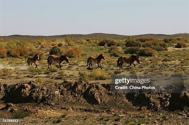 Przewalski's horses run at the gobi desert on September 16, 2007 in Junggar Basin of Xinjiang Uygur Autonomous Region, China. The Junggar Basin is...