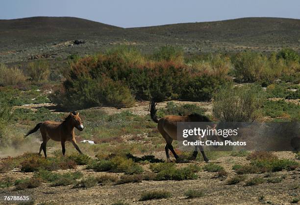 Przewalski's horse and a cub runs at the gobi desert on September 16, 2007 in Junggar Basin of Xinjiang Uygur Autonomous Region, China. The Junggar...