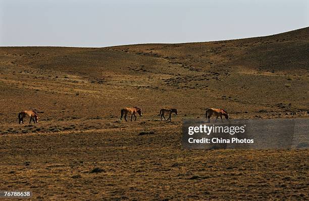 Przewalski's horses stroll at the gobi desert on September 16, 2007 in Junggar Basin of Xinjiang Uygur Autonomous Region, China. The Junggar Basin is...