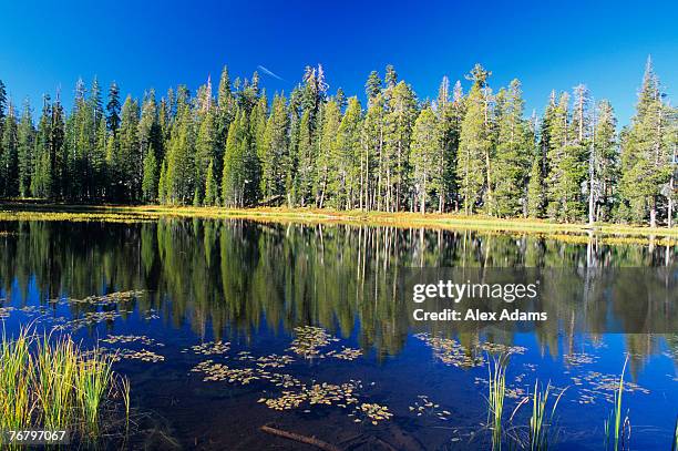 mountain lake with reflection of treelike, yosemite national park, california, usa - treelike stock pictures, royalty-free photos & images
