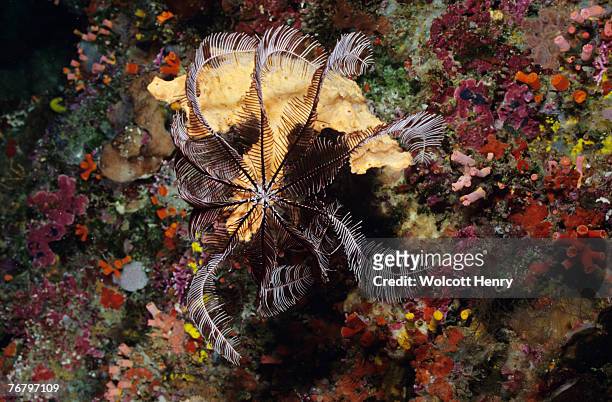 crinoid or sea lily resting on coral on ocean floor,  bunaken island, bunaken national marine park, suluwesi, indonesia - scyphocrinites elegans fotografías e imágenes de stock