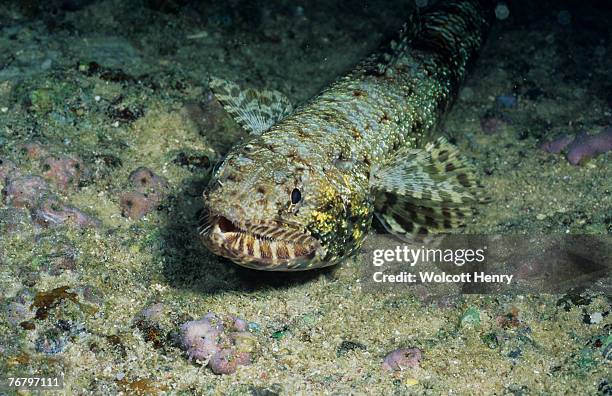 lizard fish (bathysaurus ferox) lying camouflaged among the sandy coral of the ocean floor, suluwesi, indonesia - lizardfish stock pictures, royalty-free photos & images