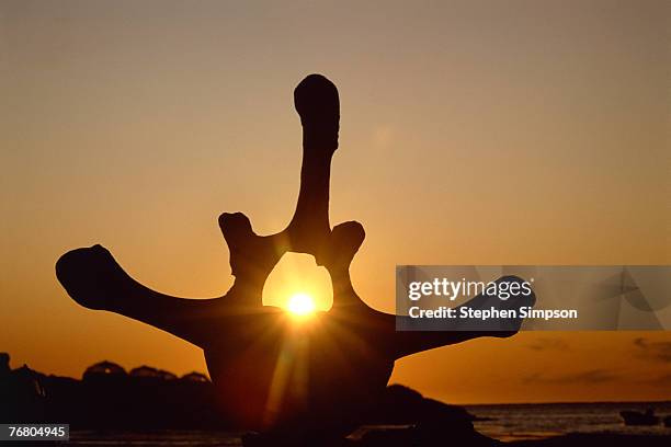 silhouette of whale vertebrae - vertebras fotografías e imágenes de stock