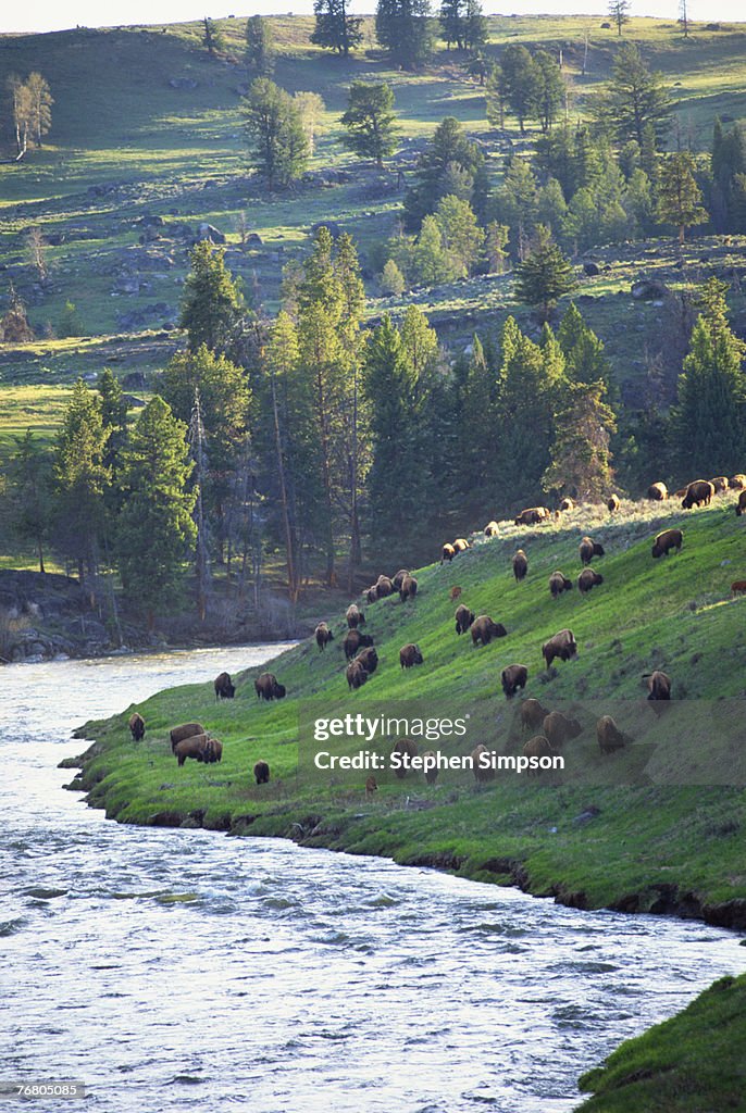 Buffalo herd grazing near river