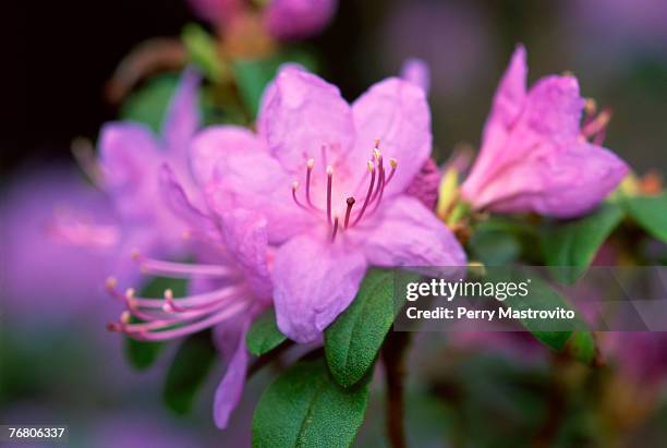 close-up of blue noise (rhododendron) flowers - heather perry stock pictures, royalty-free photos & images